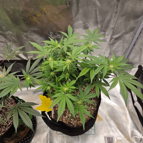 Sin City Seeds SinMintz ( Clone from Lindstrom Hydro Seed and Supply) growlog timeline photo
