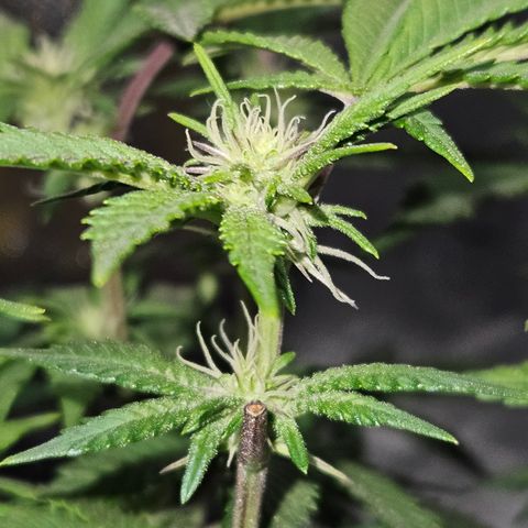 Sin City Seeds SinMintz ( Clone from Lindstrom Hydro Seed and Supply) growlog timeline photo