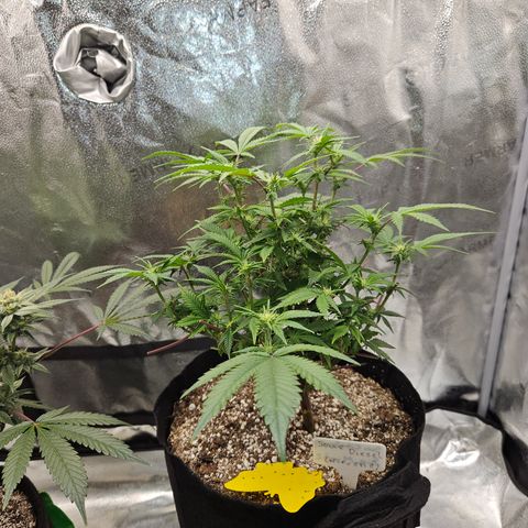 Sin City Seeds SinMintz ( Clone from Lindstrom Hydro Seed and Supply) growlog timeline photo