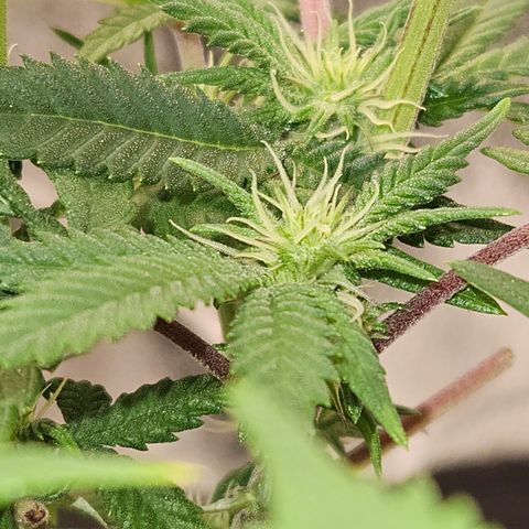 Sin City Seeds SinMintz ( Clone from Lindstrom Hydro Seed and Supply) growlog timeline photo