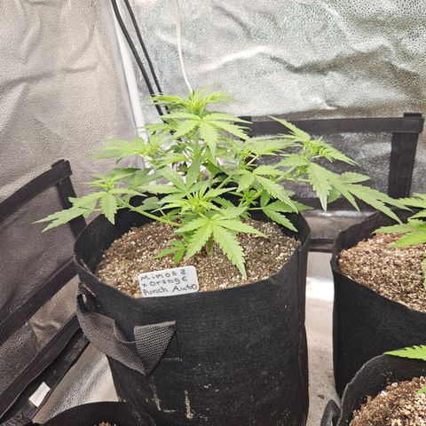 Mimosa x Orange Punch Auto growlog timeline photo