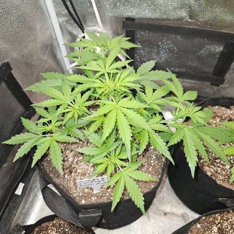 Mimosa x Orange Punch Auto growlog timeline photo