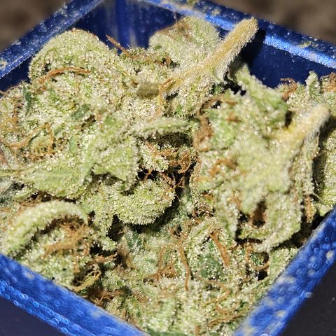 Mephisto Alien vs Triangle X 3 Bears OG Auto growlog timeline photo