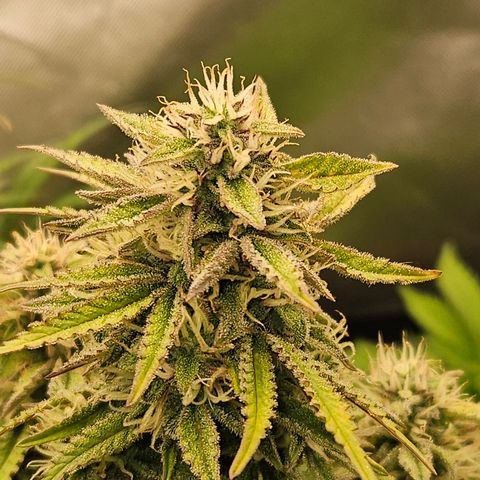 Nancys Own Grimey Bubblegum Auto growlog timeline photo