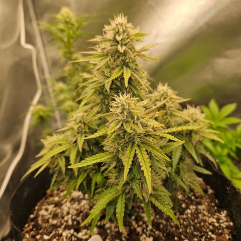 Nancys Own Grimey Bubblegum Auto growlog timeline photo