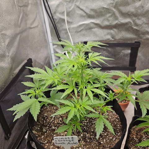 Mimosa x Orange Punch Auto growlog timeline photo
