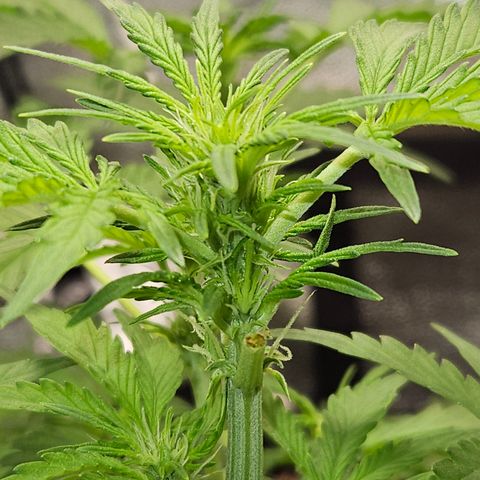 Mimosa x Orange Punch Auto growlog timeline photo