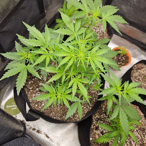 Mimosa x Orange Punch Auto growlog timeline photo