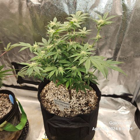 Sin City Seeds SinMintz ( Clone from Lindstrom Hydro Seed and Supply) growlog timeline photo