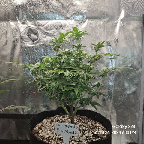 Sin City Seeds SinMintz ( Clone from Lindstrom Hydro Seed and Supply) growlog timeline photo