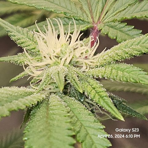 Sin City Seeds SinMintz ( Clone from Lindstrom Hydro Seed and Supply) growlog timeline photo