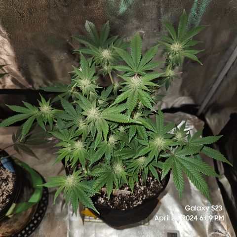 Sin City Seeds SinMintz ( Clone from Lindstrom Hydro Seed and Supply) growlog timeline photo