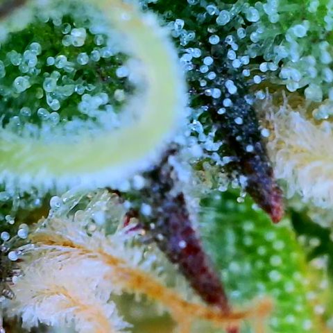 Nancys Own Grimey Bubblegum Auto growlog timeline photo