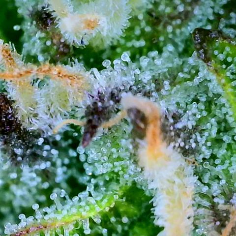 Nancys Own Grimey Bubblegum Auto growlog timeline photo