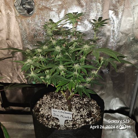 Sin City Seeds SinMintz ( Clone from Lindstrom Hydro Seed and Supply) growlog timeline photo