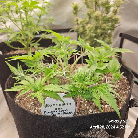 Seedsman Seeds Tangerine Snow F1 Fast growlog timeline photo