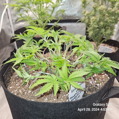 Seedsman Seeds Tangerine Snow F1 Fast growlog timeline photo