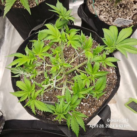 Seedsman Seeds Tangerine Snow F1 Fast growlog timeline photo