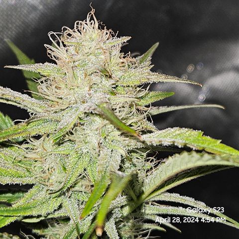 Humboldt Seeds Emerald Fire OG Auto growlog timeline photo