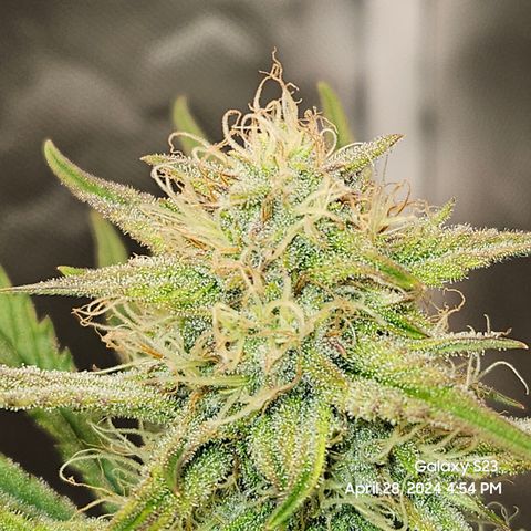 Humboldt Seeds Emerald Fire OG Auto growlog timeline photo