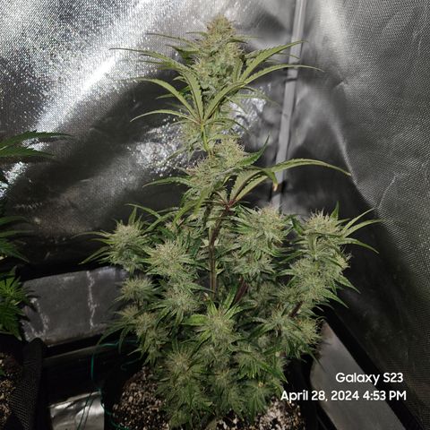 Humboldt Seeds Emerald Fire OG Auto growlog timeline photo