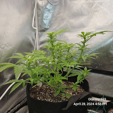 Mimosa x Orange Punch Auto growlog timeline photo