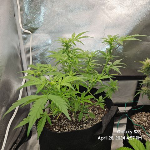 Mimosa x Orange Punch Auto growlog timeline photo