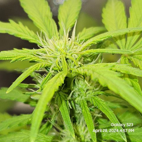 Mimosa x Orange Punch Auto growlog timeline photo