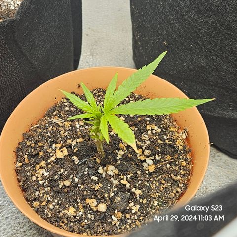 Purple Ghost Candy growlog photo: Watered clones