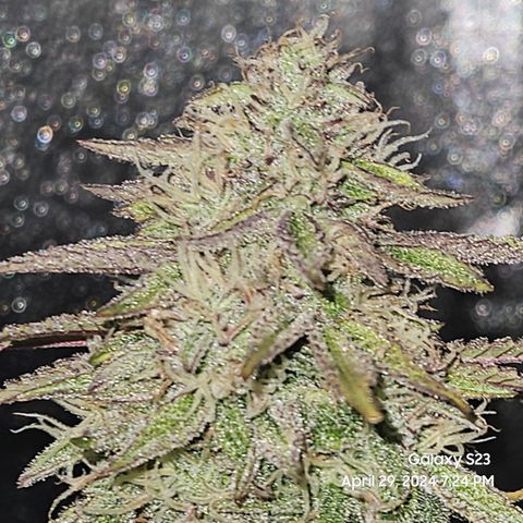 Nancys Own Grimey Bubblegum Auto growlog timeline photo