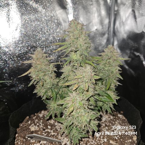 Nancys Own Grimey Bubblegum Auto growlog timeline photo