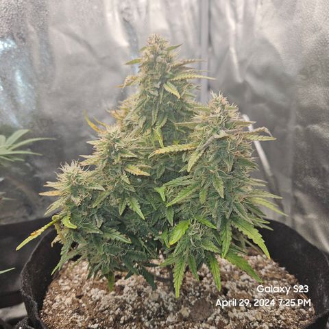 Nancys Own Grimey Bubblegum Auto growlog timeline photo