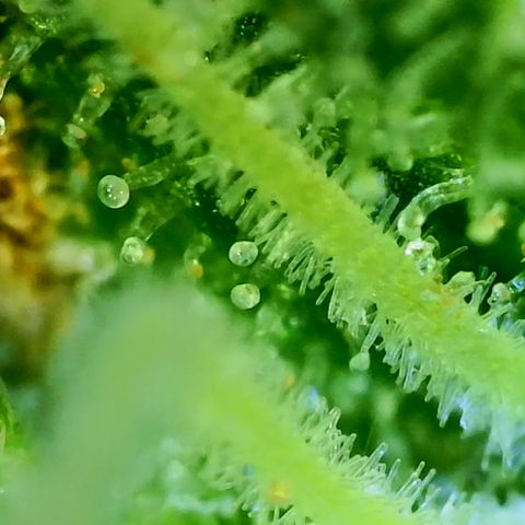 Nancys Own Grimey Bubblegum Auto growlog timeline photo