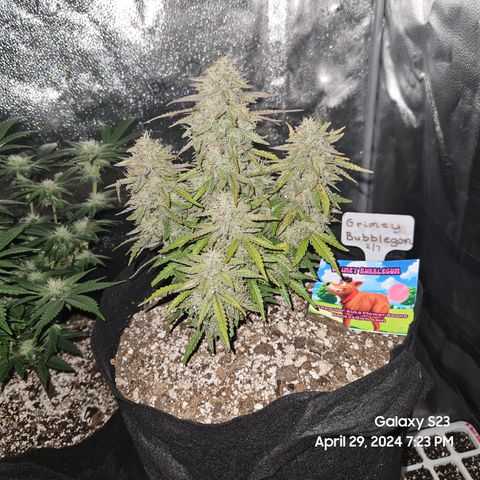 Nancys Own Grimey Bubblegum Auto growlog timeline photo