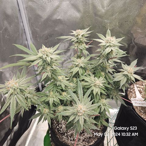 Purple Ghost Candy growlog timeline photo