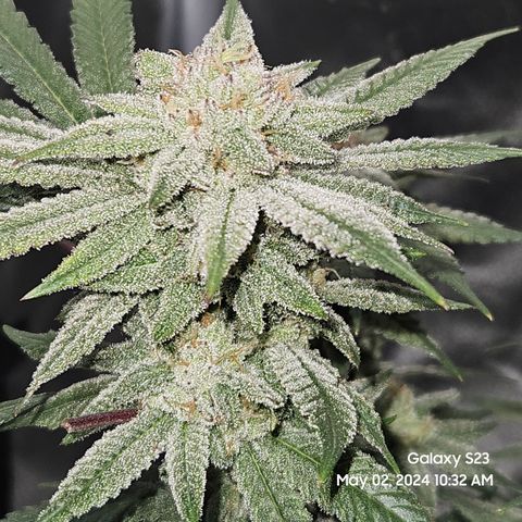 Purple Ghost Candy growlog timeline photo