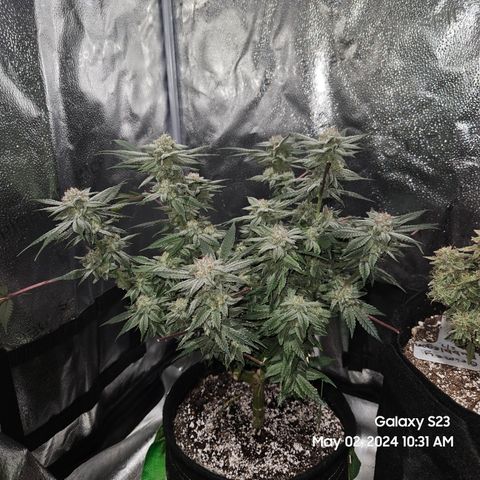 Purple Ghost Candy growlog timeline photo