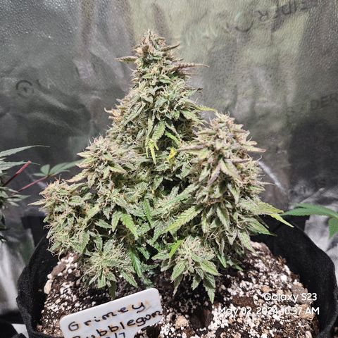 Nancys Own Grimey Bubblegum Auto growlog timeline photo