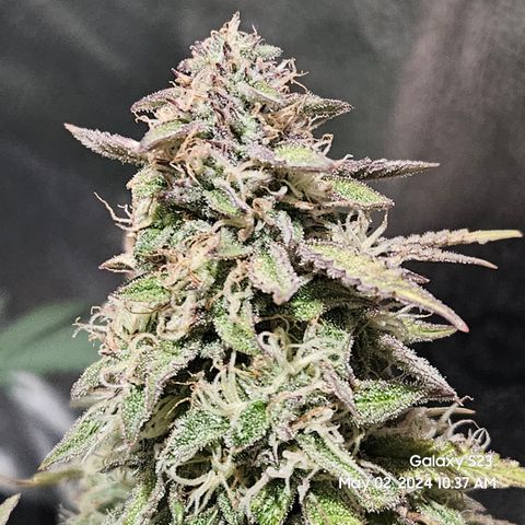 Nancys Own Grimey Bubblegum Auto growlog timeline photo