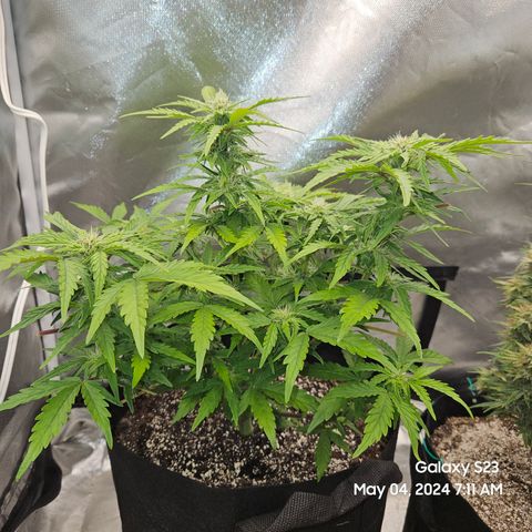 Mimosa x Orange Punch Auto growlog timeline photo