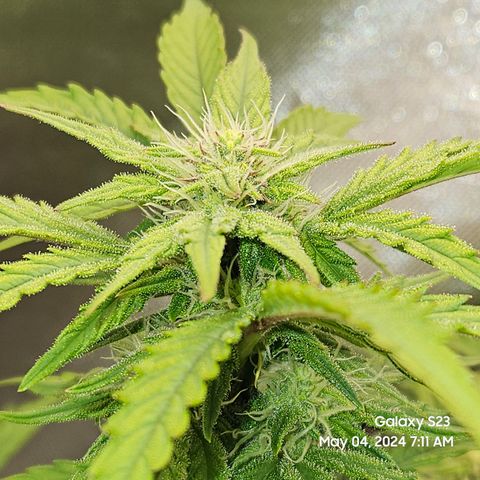 Mimosa x Orange Punch Auto growlog timeline photo