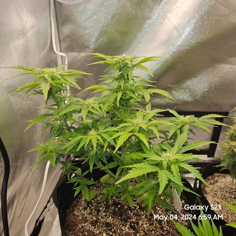 Mimosa x Orange Punch Auto growlog timeline photo