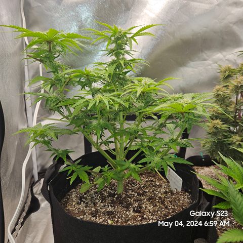 Mimosa x Orange Punch Auto growlog timeline photo