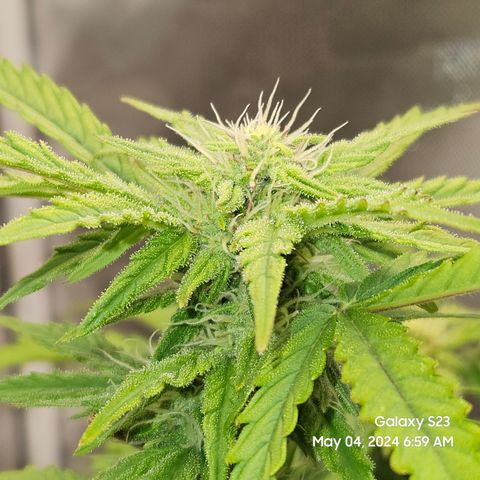 Mimosa x Orange Punch Auto growlog timeline photo