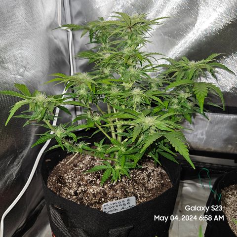 Mimosa x Orange Punch Auto growlog timeline photo
