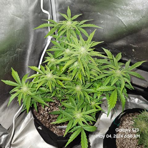 Mimosa x Orange Punch Auto growlog timeline photo