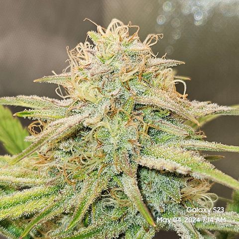 Humboldt Seeds Emerald Fire OG Auto growlog timeline photo