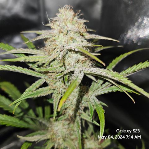Humboldt Seeds Emerald Fire OG Auto growlog timeline photo