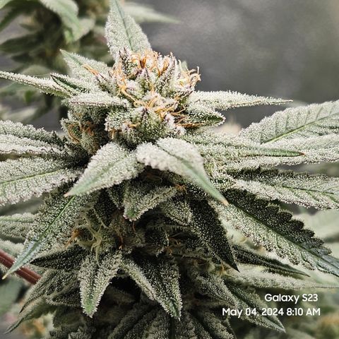Purple Ghost Candy growlog timeline photo