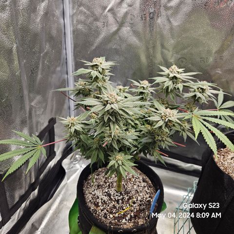 Purple Ghost Candy growlog timeline photo
